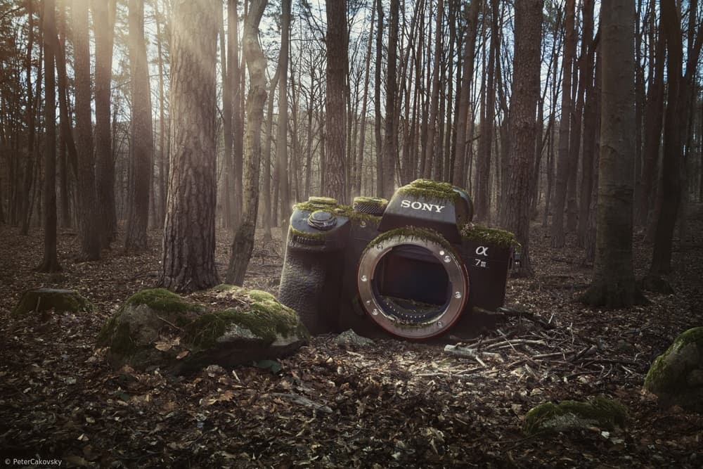 Forgotten Forest Camera by Peter Cakovsky — canvas wall art