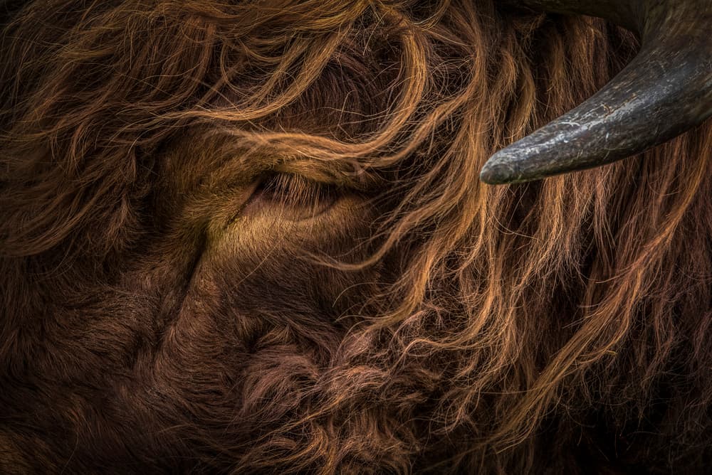 Shaggy Highland Cow by Linda Wride — canvas wall art