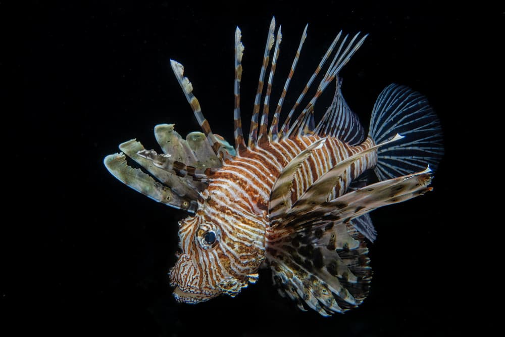 Regal Lionfish by Ido Meirovich — canvas wall art