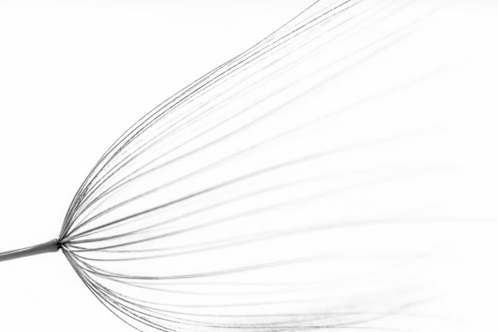 Delicate Dandelion Seed by Rino Terravecchia — canvas wall art