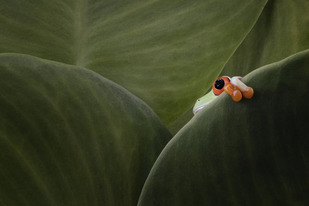 Red-Eyed Frog Peek by Kurit Afsheen — canvas wall art