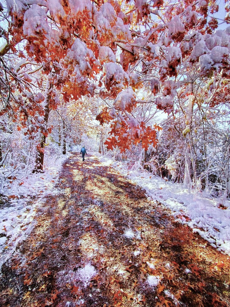 Snowy Autumn Path by Mei Hu — canvas wall art
