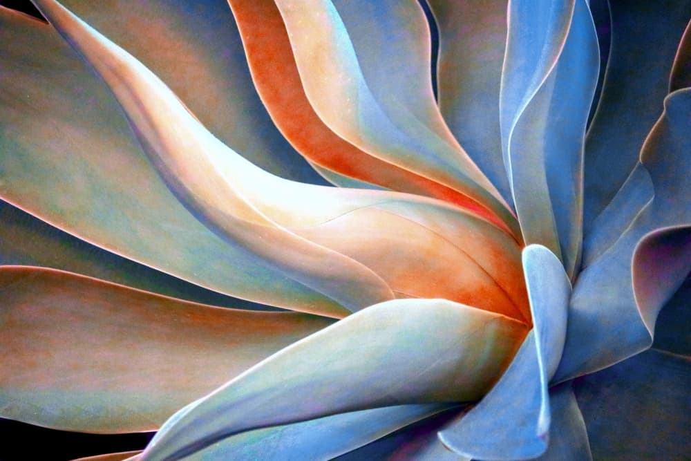 Blue Orange Succulent by Robin Wechsler — canvas wall art