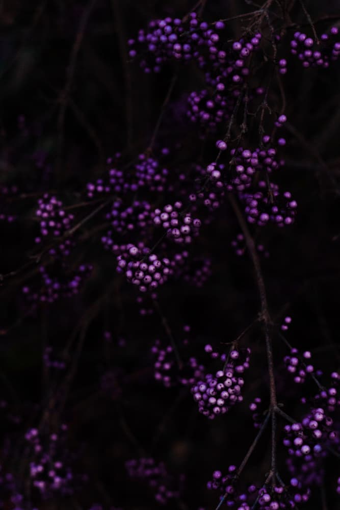 Deep Purple Berries by Aimee Giles — canvas wall art
