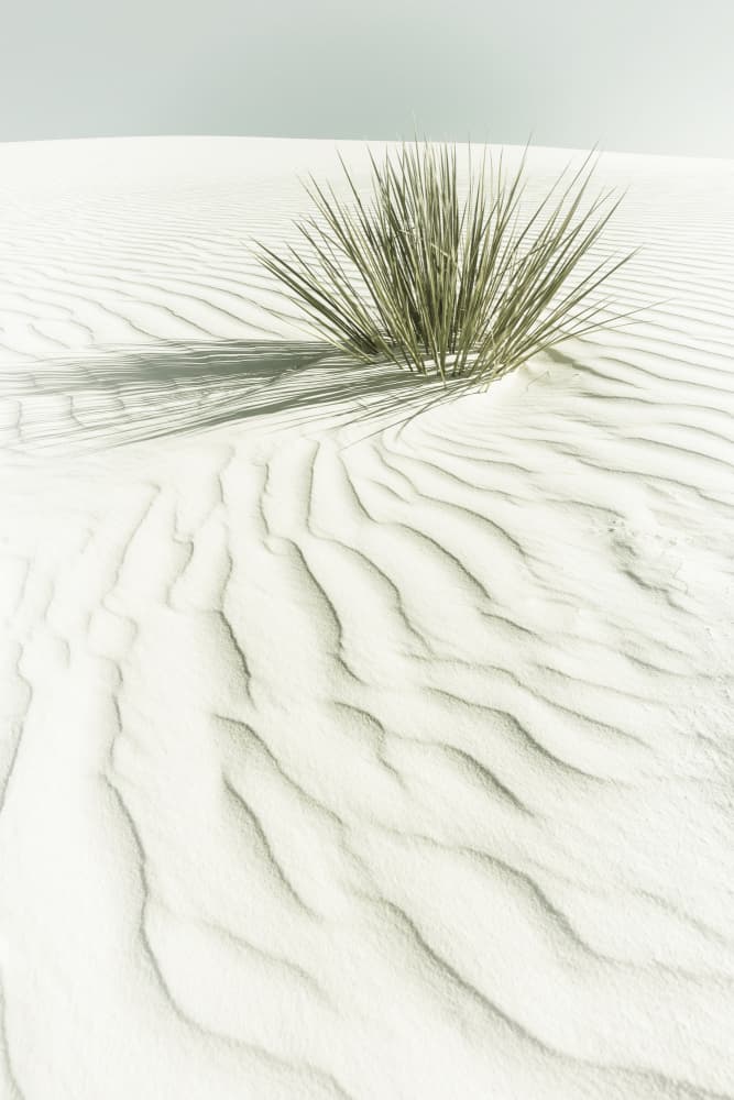 Solitary Desert Plant by Melanie Viola — canvas wall art