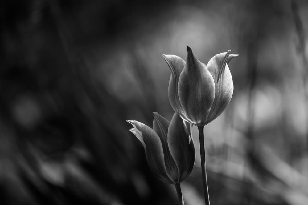 Graceful Monochrome Tulips by Dusan Ljubicic — canvas wall art