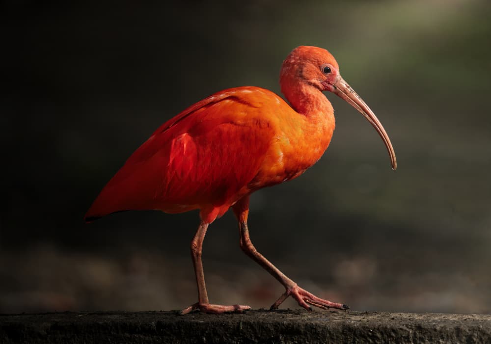 Vibrant Scarlet Ibis by Juan I. Cuadrado — canvas wall art