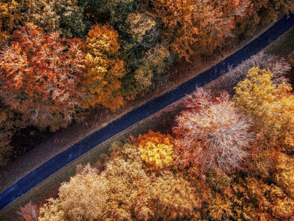 Vibrant Fall Forest Road by Barhamji — canvas wall art
