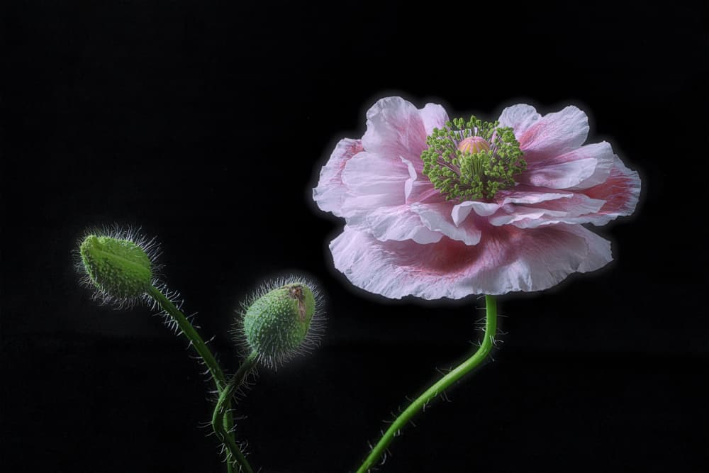 Poppy Bloom And Buds by Lydia Jacobs — canvas wall art