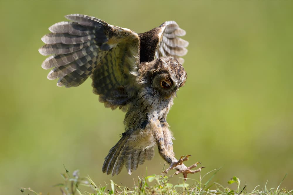 Young Owl Landing by Gavin Lam — canvas wall art