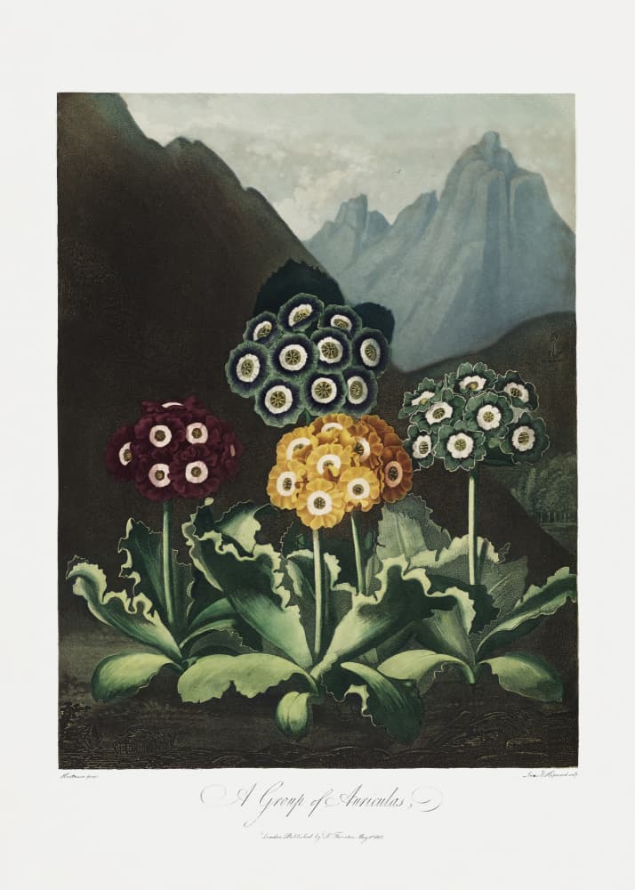 A Group of Auriculas from The Temple of Flora (1807) by Robert John Thornton — canvas wall art