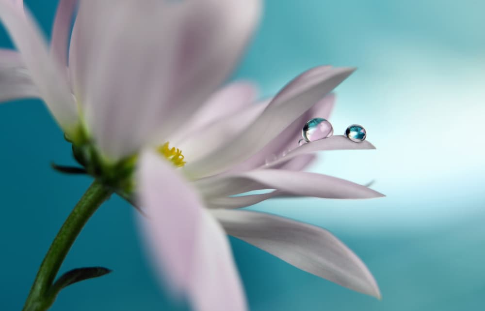Serene Flower Drops by Heidi Westum — canvas wall art
