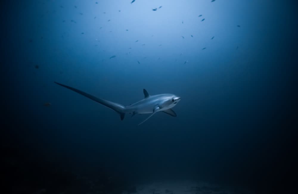 Thresher Shark Deep Blue by YongHoon Choi — canvas wall art