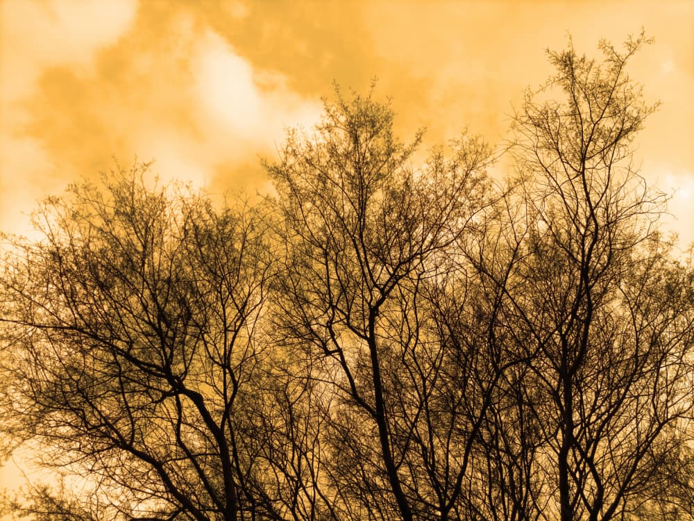Golden Sky Branches by Santhosh ch — canvas wall art