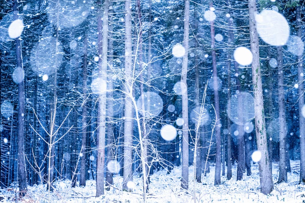 Dreamy Winter Forest by Ulrike Eisenmann — canvas wall art
