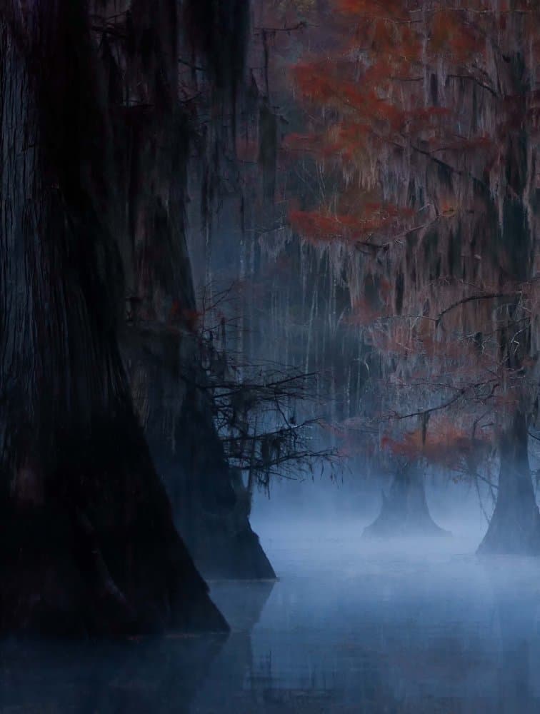 Autumn Foggy Bayou by iPuraVida — canvas wall art