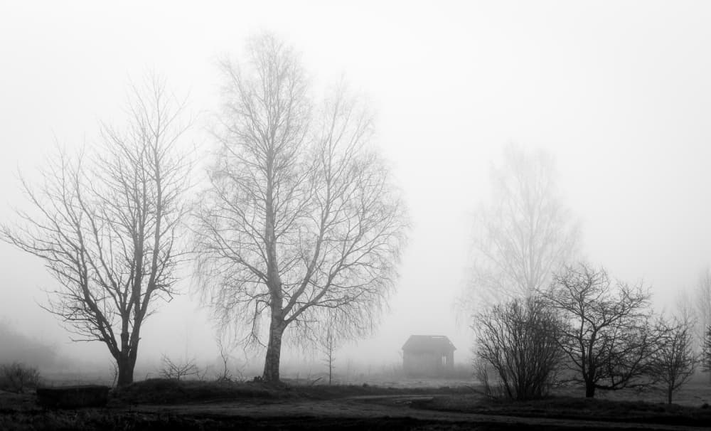 Misty Winter Trees by Ilze Ozola — canvas wall art
