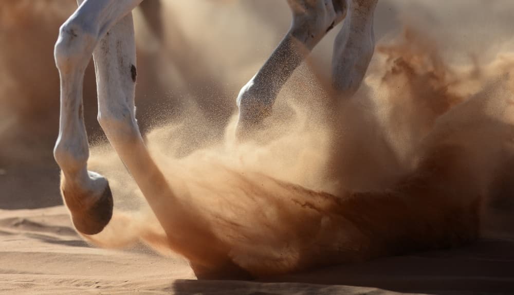 Horse Kicking Sand by Kadir Civici — canvas wall art