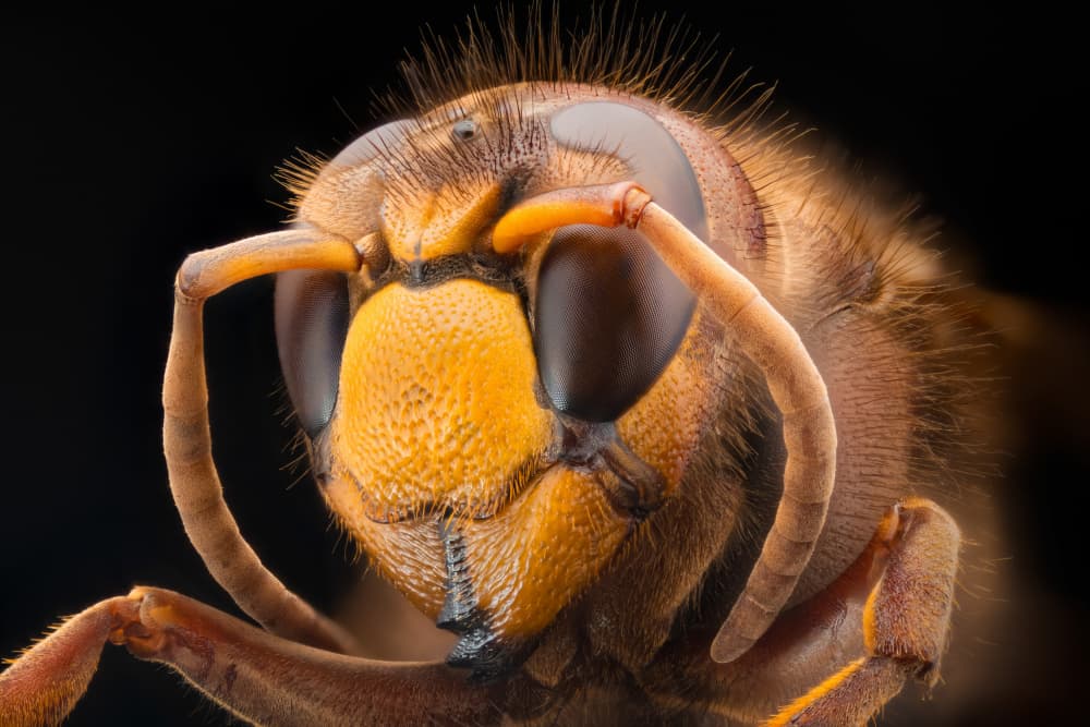 Golden Hornet Portrait by Rico Cavallo — canvas wall art