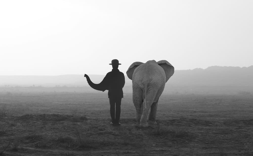 Elephant Man Journey by Ghazale Ghazanfari — canvas wall art