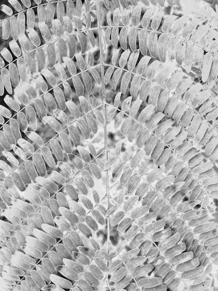 Monochrome Leaf Pattern by Santhosh ch — canvas wall art
