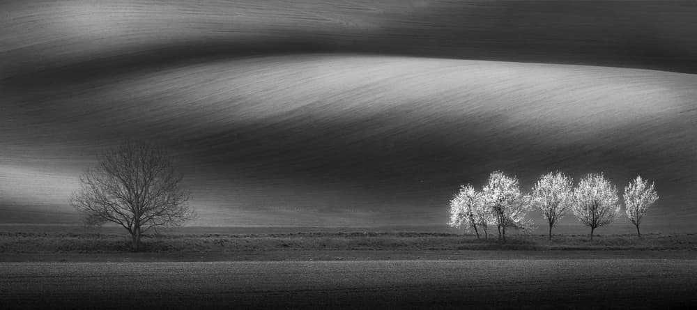 Bare Trees Rolling Hills by Alexandr Kukrinov — canvas wall art