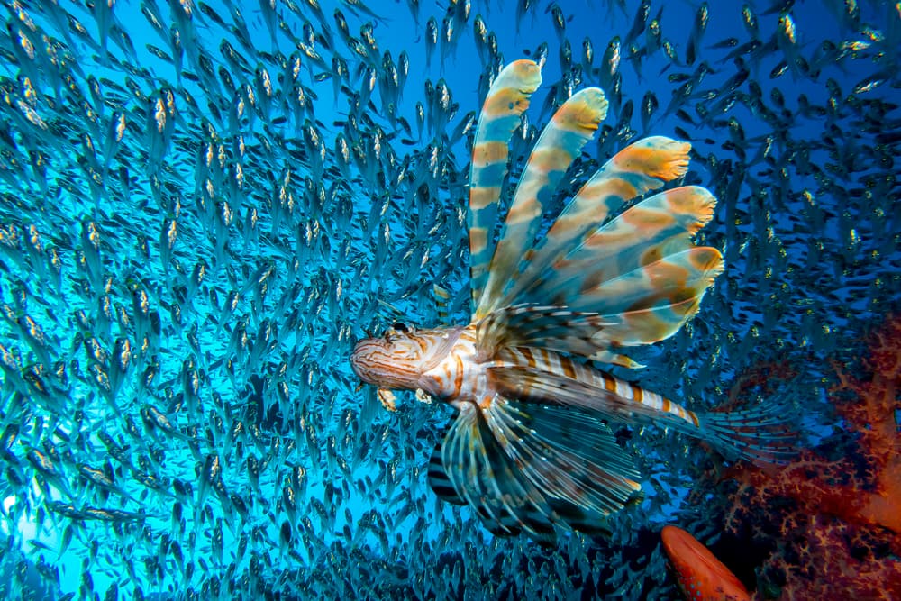 Underwater Lionfish Hunt by Dani Barchana — canvas wall art