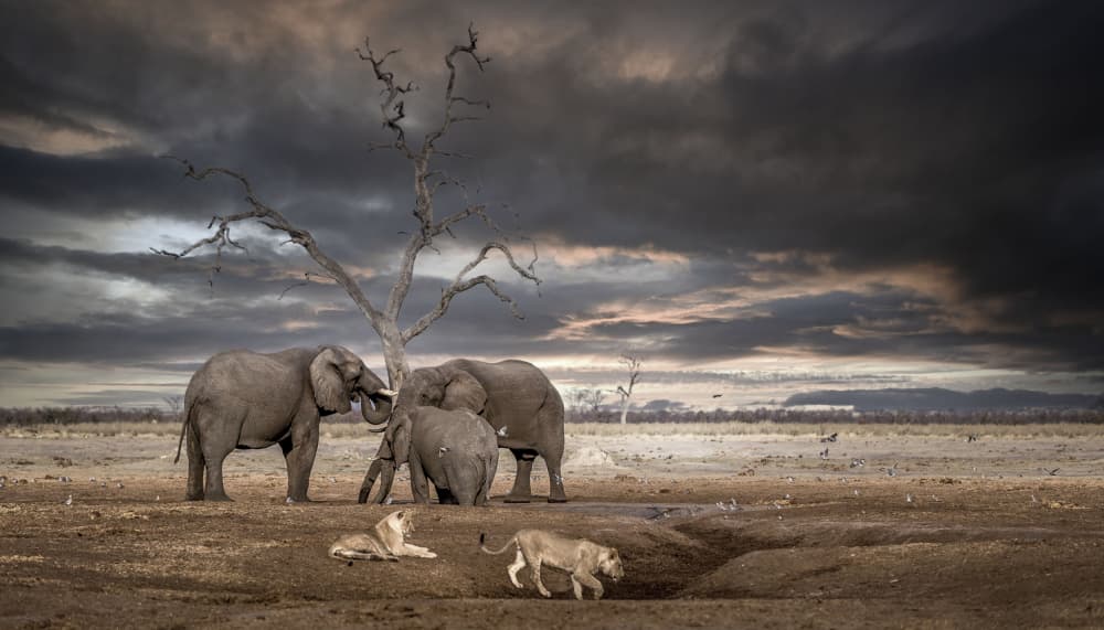 Elephants Lions Stormy Sky by Clint Ralph — canvas wall art