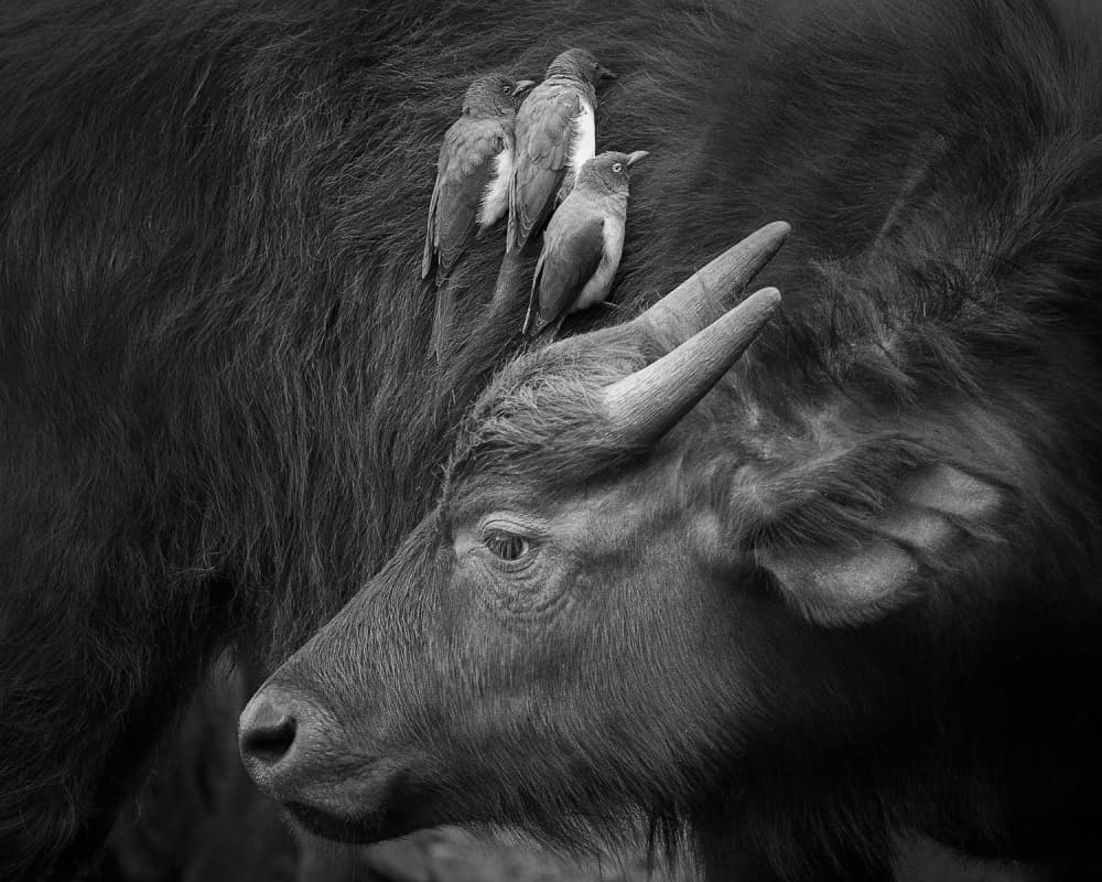 Wildlife Symbiosis by Ali Khataw — canvas wall art