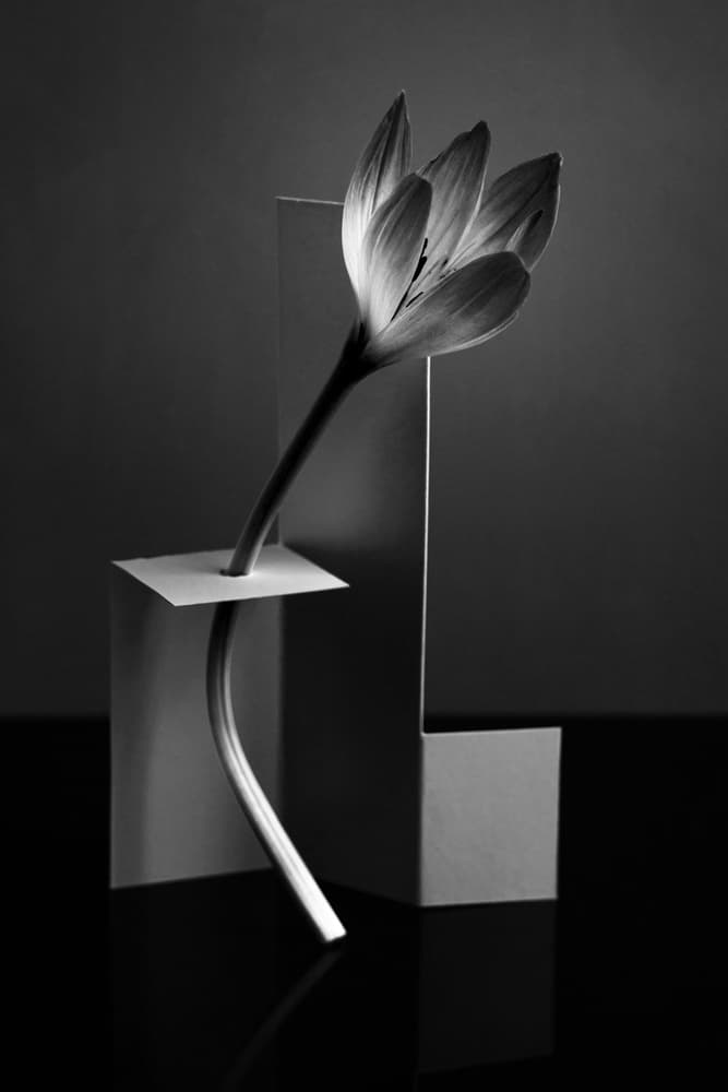 Graceful Monochrome Bloom by Vladimir Pavlovskyy — canvas wall art