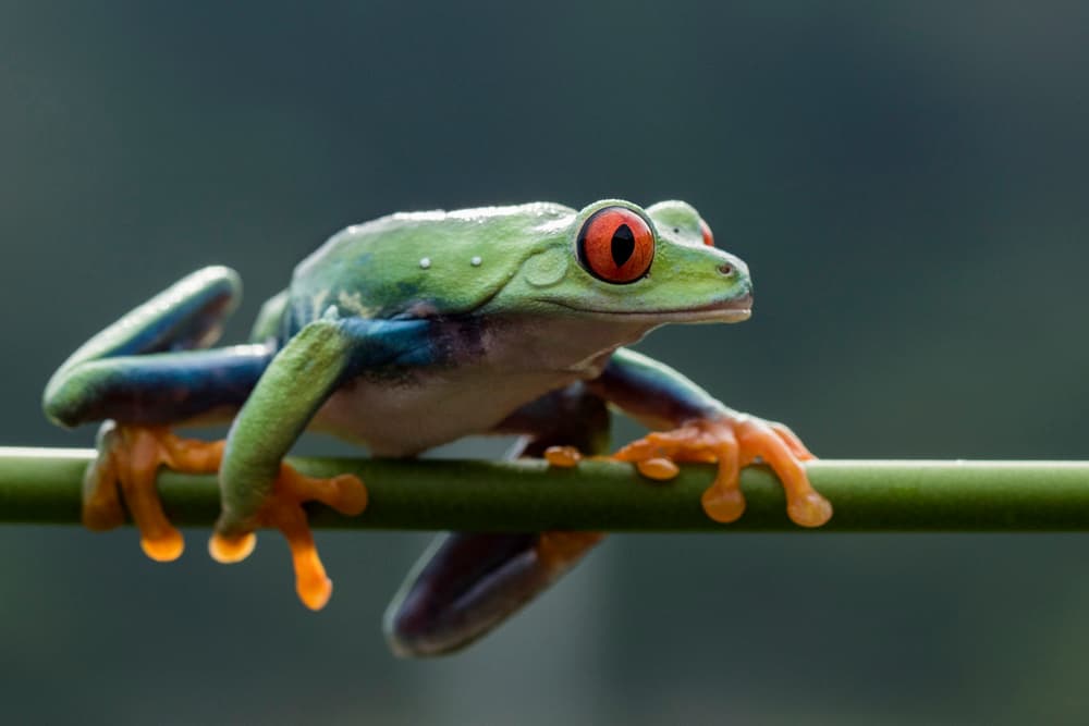 Vibrant Red-Eyed Frog by Hendy Mp — canvas wall art