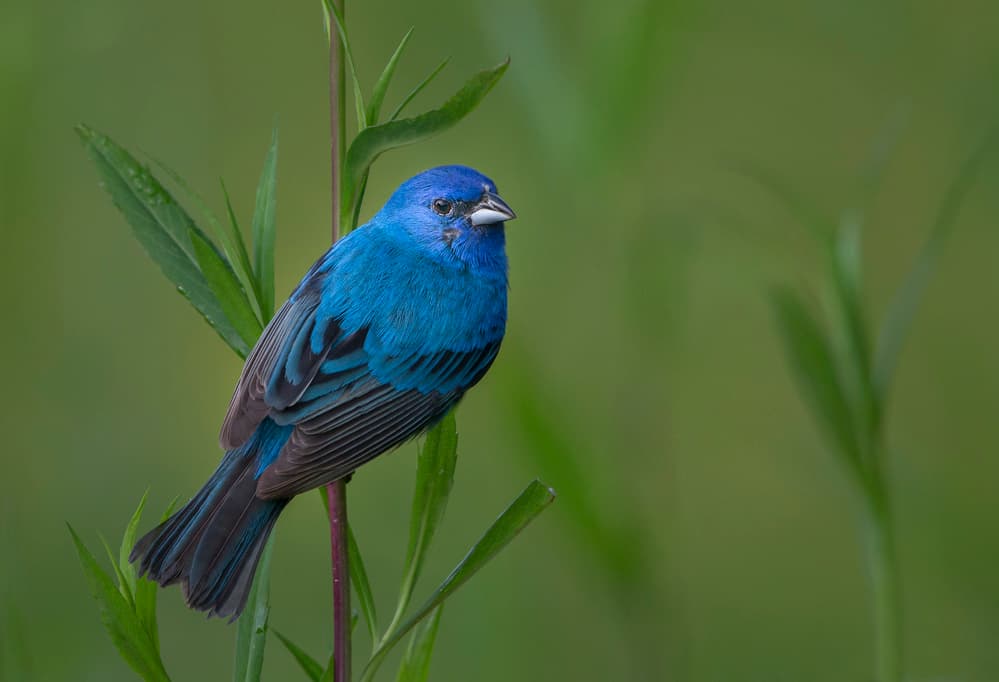Vibrant Blue Songbird by Greg Barsh — canvas wall art