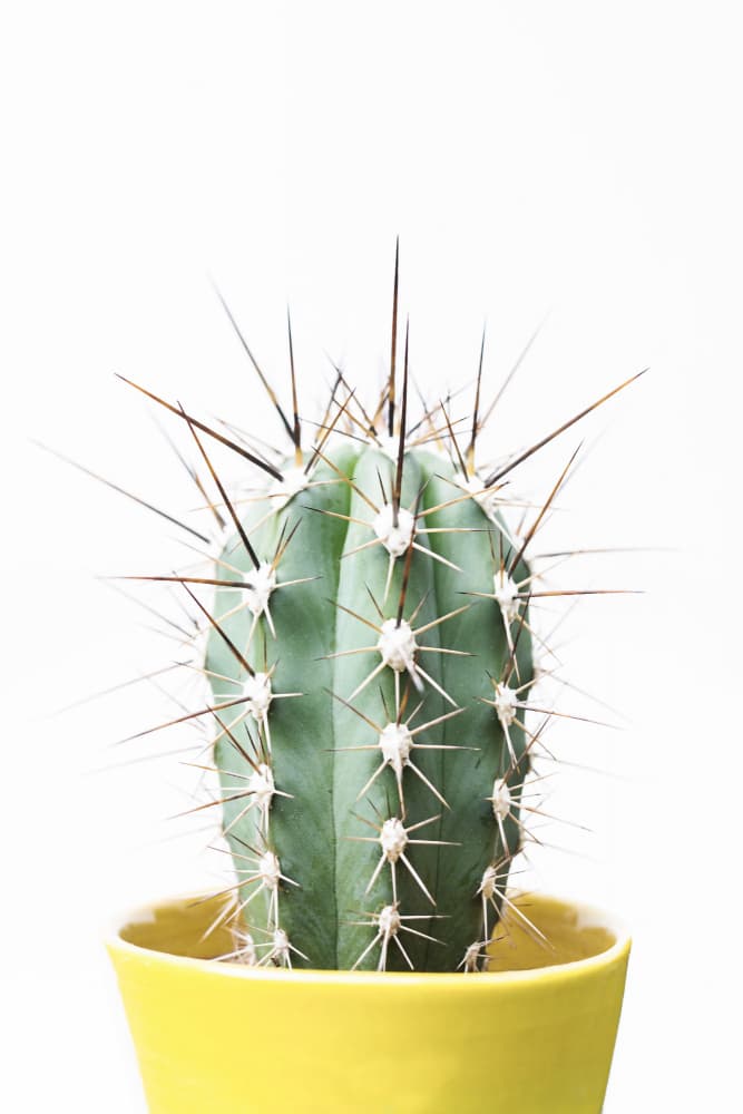 Spikey Cactus by Kathrin Pienaar — canvas wall art