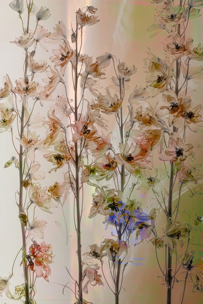 Delicate Pastel Blooms by Saskia Dingemans — canvas wall art