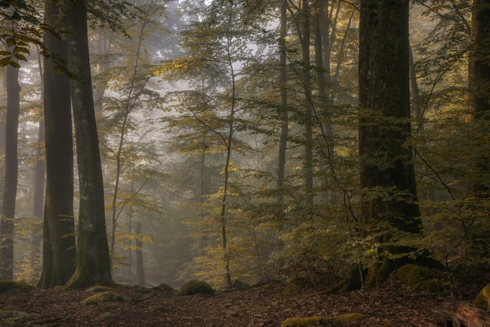 Misty Forest Path by Benny Pettersson — canvas wall art