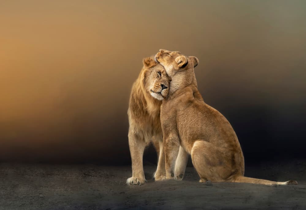 Loving Lion Embrace by Marketa Zvelebil PhD LRPS CrGP. — canvas wall art