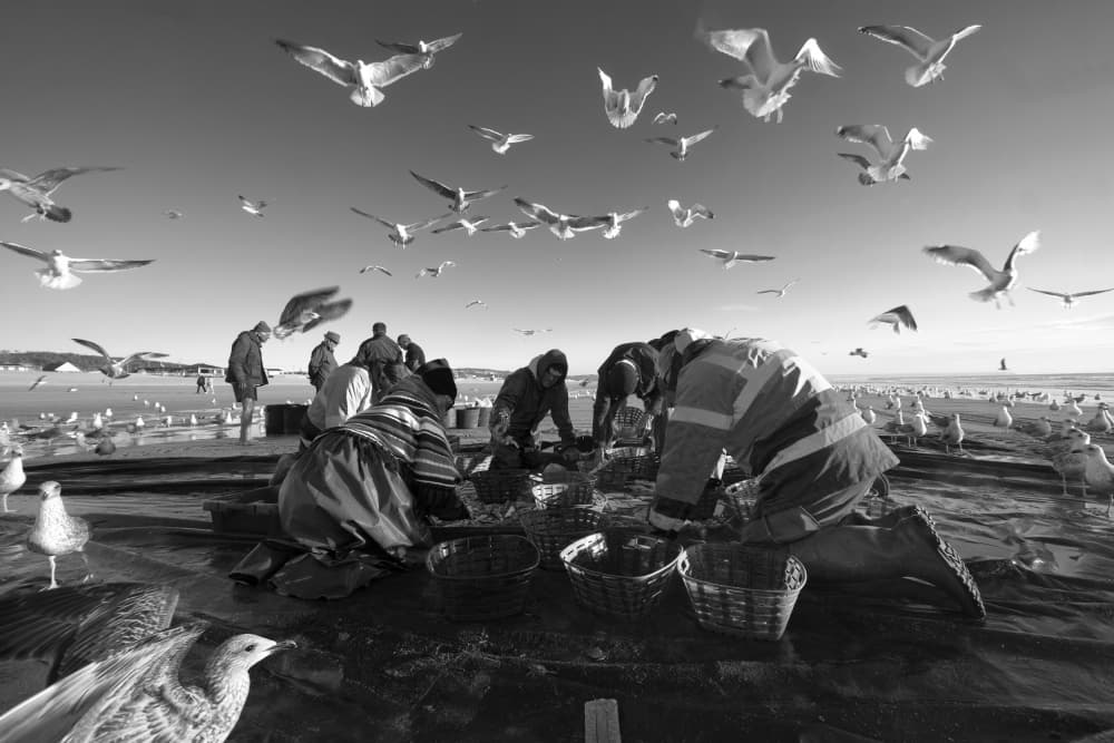 Seaside Harvest by Josefina Melo — canvas wall art