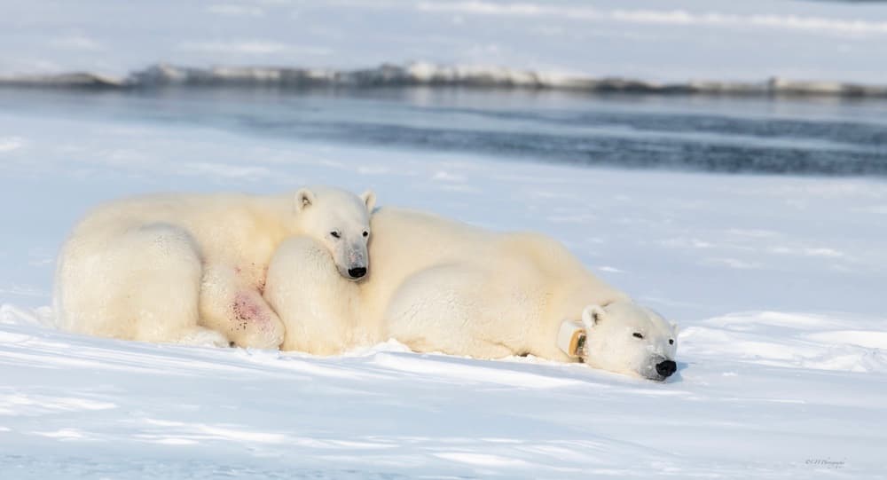 Resting Polar Bears by Jie Fischer — canvas wall art