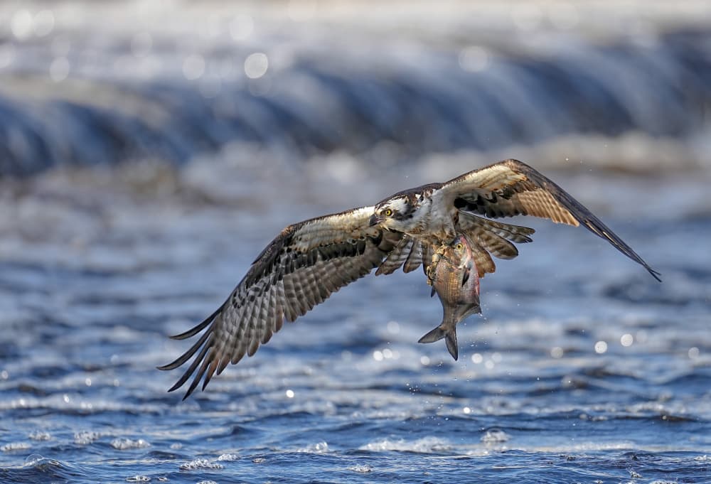Flying Osprey With Fish by Hannah & Wei — canvas wall art