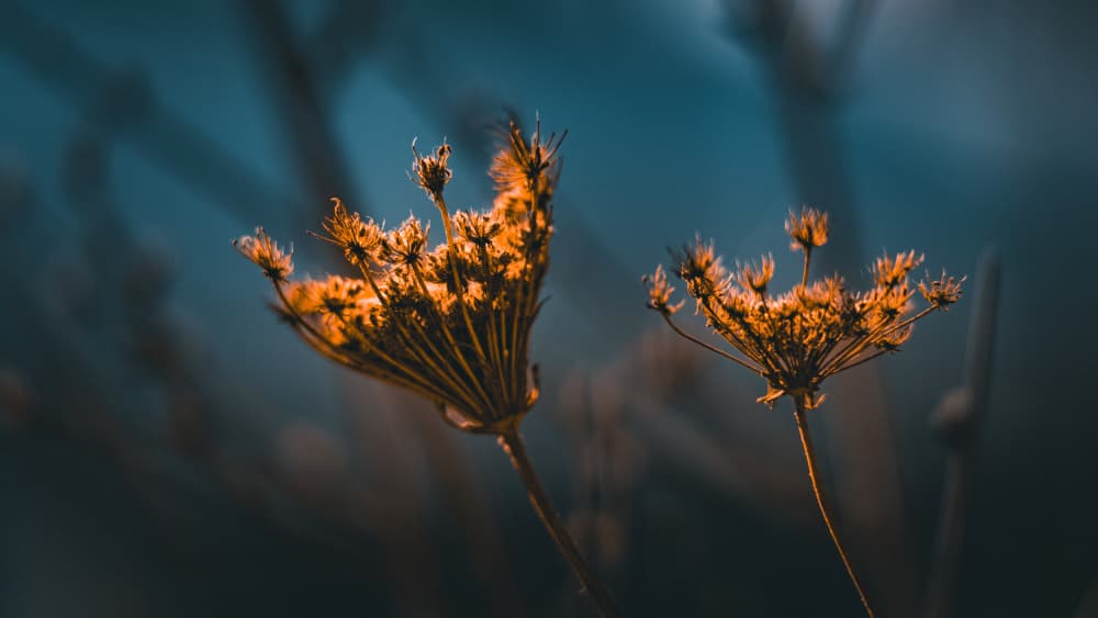 Golden Dried Flowers by Alexandra Isbasoiu — canvas wall art