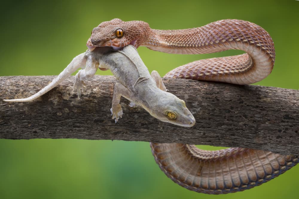 Viper Catches Gecko by Ajar Setiadi — canvas wall art