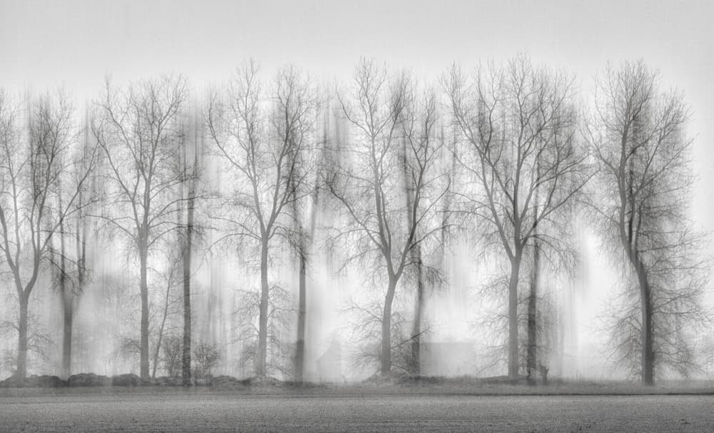 Blurred Winter Trees by Yvette Depaepe — canvas wall art
