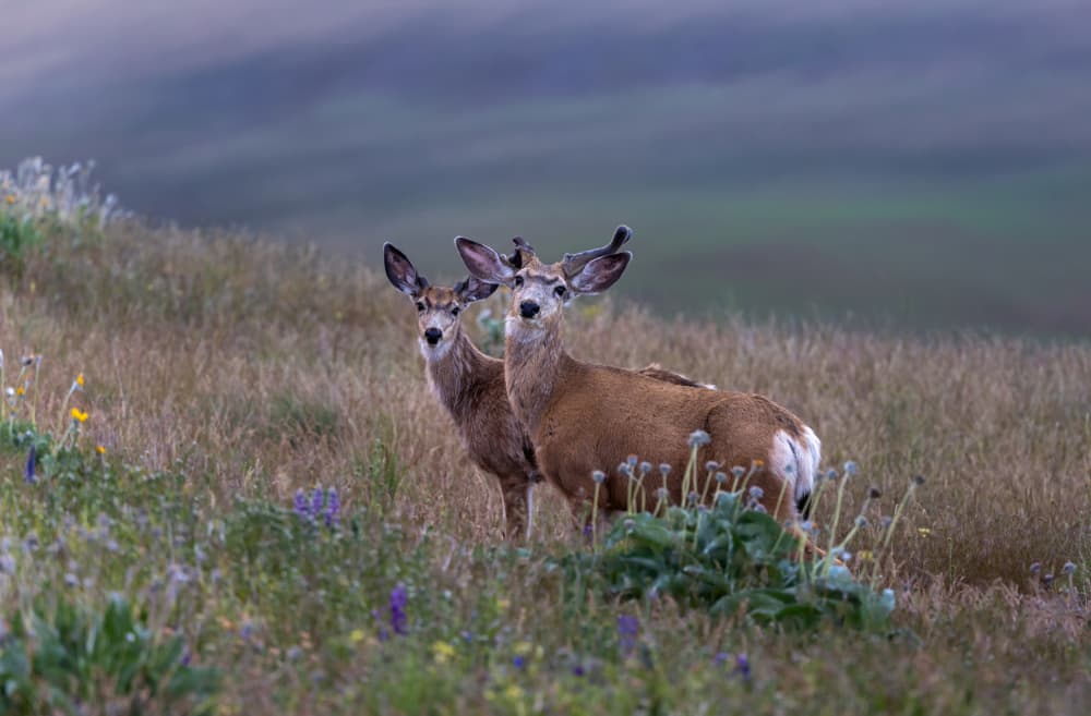 Deer Pair in Wildflowers by Joanna W — canvas wall art