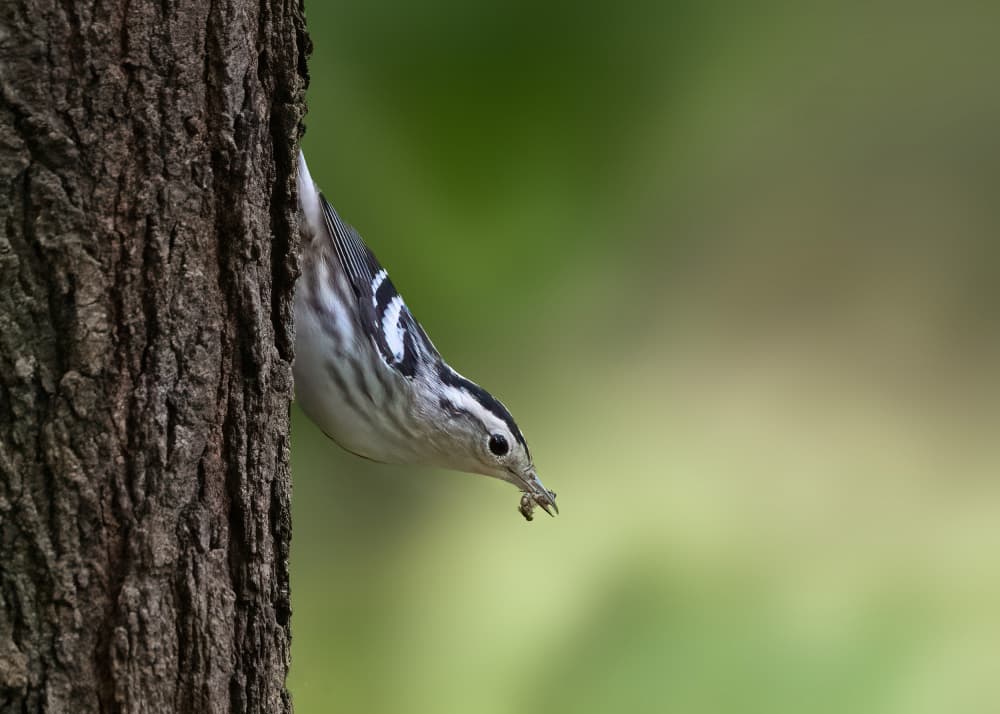 Black-and-White Warbler Foraging by Robert Zhang — canvas wall art