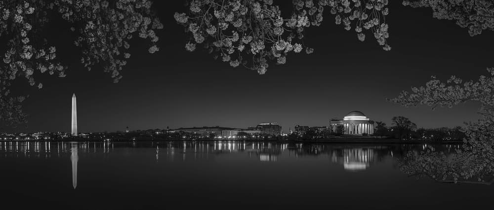 Washington Night Blossoms by Yanny Liu — canvas wall art