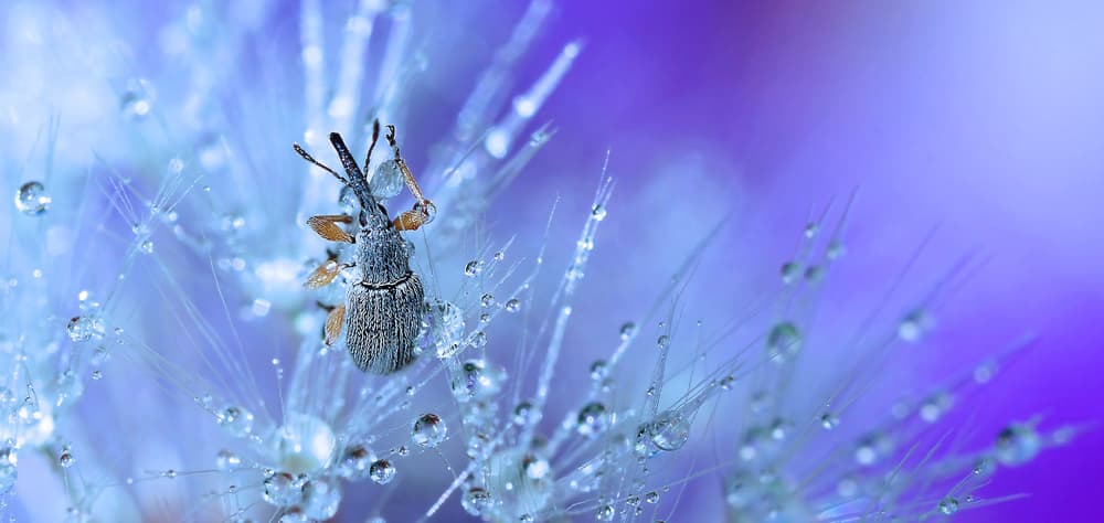 Dewy Weevil Portrait by Thierry Dufour — canvas wall art