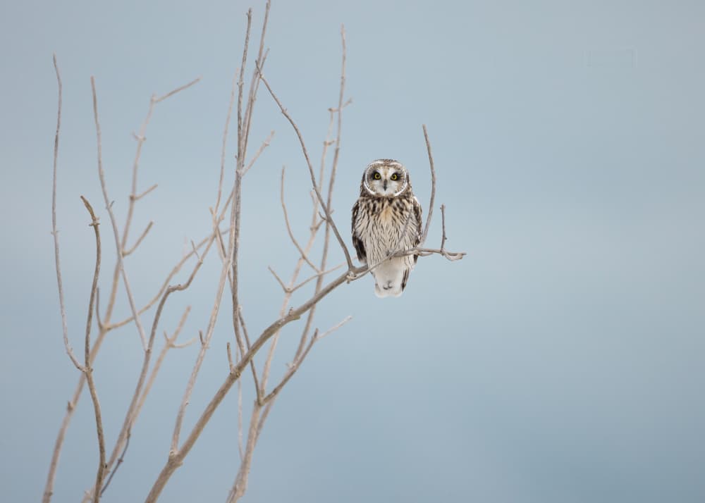 Watchful Short-eared Owl by Tony Xu — canvas wall art