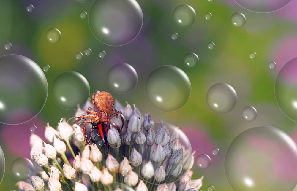 Bubble Dream Spider by Thierry Dufour — canvas wall art