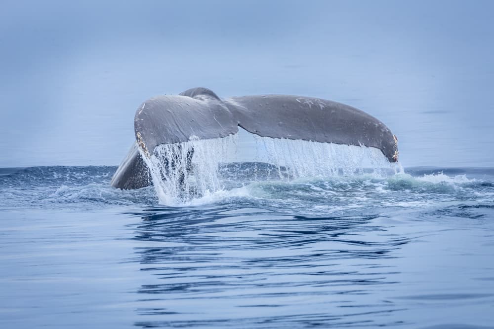 Whale Tail Dive by Mark Strom — canvas wall art