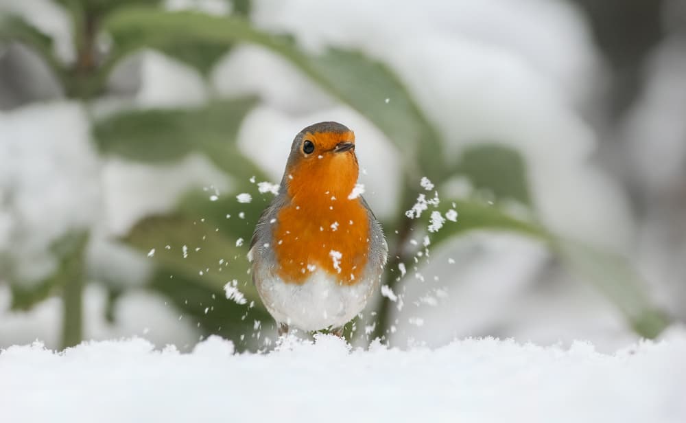 Robin in Snow Flurry by Annie Keizer — canvas wall art